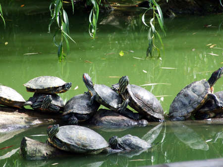 Turtles in the zoo Maksimir in the city of Zagreb, Croatiaの写真素材