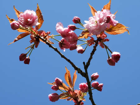 A look in the sky through the flowers of the cherry blossoms, St. Gallenの写真素材