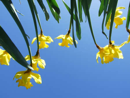 Look into the sky through the flowers of the narcissus - Wild daffodil or Lent lily (Narcissus pseudonarcissus)の写真素材