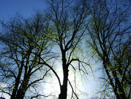 A spring looking out at the sky from the awakening park, St. Gallenの写真素材