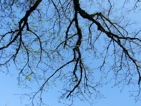 A spring looking out at the sky from the awakening park, St. Gallenの写真素材