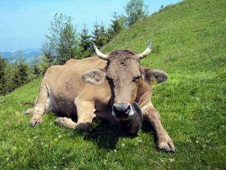 The cow in a holiday after scraping on the alpine pasture, Appenzellの写真素材