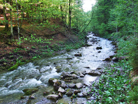 A forest mountain stream on its way down the lowlands, St. Gallenの写真素材