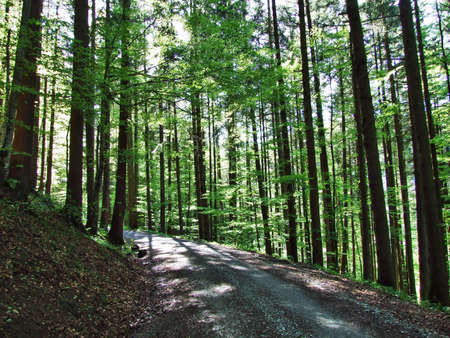 Deep sunshine shadows within the whitewashed forest in the Swiss Alps, St. Gallenの写真素材