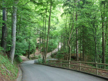 Asphalted road through the forest in St. Gallenの写真素材