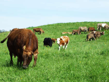Cows at a farm in Herisau (Canton Appenzell Ausserrhoden, Switzerland)の写真素材