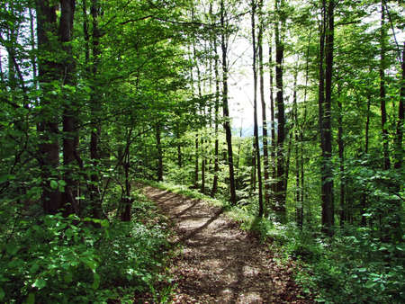 Spring deciduous forest near city of Herisau (Canton Appenzell Ausserrhoden, Switzerland)の写真素材