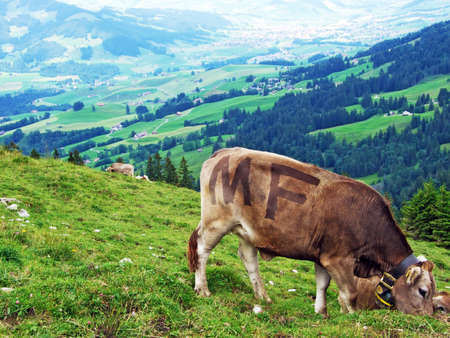 Cows at the outskirts of the Appenzellerland region - Canton of Appenzell Innerrhoden, Switzerlandの写真素材