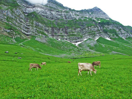 Cows at the outskirts of the Appenzellerland region - Canton of Appenzell Innerrhoden, Switzerlandの写真素材