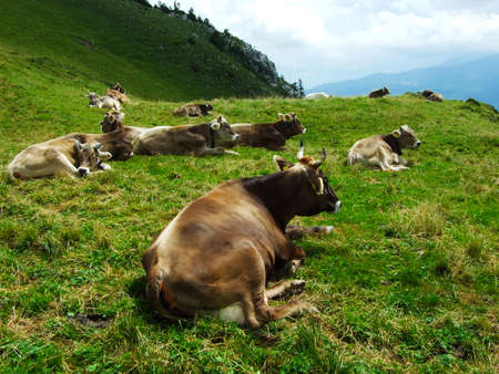 Cows at the outskirts of the in the Obertoggenburg region - Canton St. Gallen, Switzerlandの写真素材