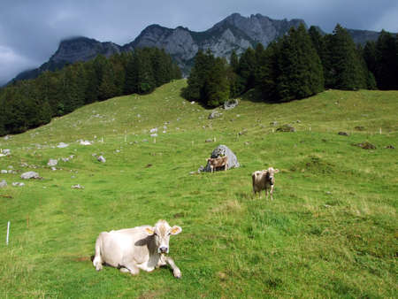 Cows at the outskirts of the in the Obertoggenburg region - Canton St. Gallen, Switzerlandの写真素材