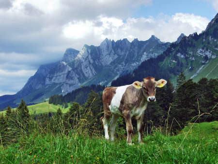 Cows at the outskirts of the in the Obertoggenburg region - Canton St. Gallen, Switzerlandの写真素材