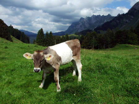 Cows at the outskirts of the in the Obertoggenburg region - Canton St. Gallen, Switzerlandの写真素材