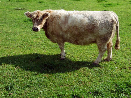 Cows at the outskirts of the in the Obertoggenburg region - Canton St. Gallen, Switzerlandの写真素材