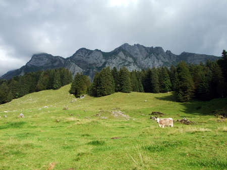 Cows at the outskirts of the in the Obertoggenburg region - Canton St. Gallen, Switzerlandの写真素材