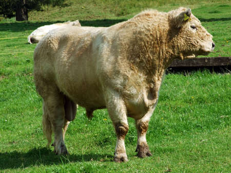 Cows at the outskirts of the in the Obertoggenburg region - Canton St. Gallen, Switzerlandの写真素材
