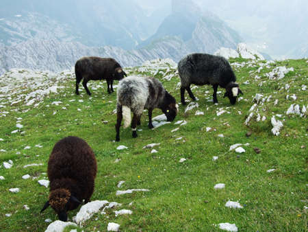 Sheeps and pastures on tableland mountain ranges Alpstein - Canton of Appenzell Innerrhoden, Switzerlandの写真素材