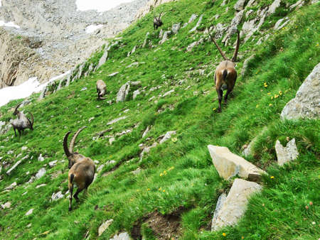 Flock of Chamois or Rupicapra rupicapra L. n the outskirts of the mountain mass Alpstein - Canton of Appenzell Innerrhoden, Switzerlandの写真素材