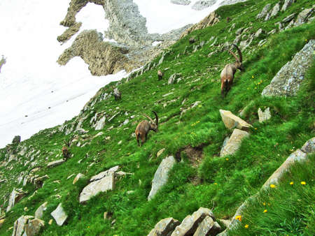 Flock of Chamois or Rupicapra rupicapra L. n the outskirts of the mountain mass Alpstein - Canton of Appenzell Innerrhoden, Switzerlandの写真素材