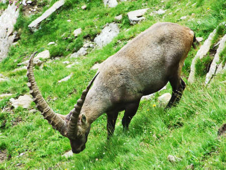 Flock of Chamois or Rupicapra rupicapra L. n the outskirts of the mountain mass Alpstein - Canton of Appenzell Innerrhoden, Switzerlandの写真素材