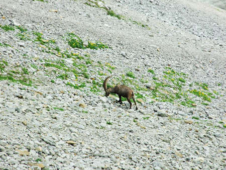 Flock of Chamois or Rupicapra rupicapra L. n the outskirts of the mountain mass Alpstein - Canton of Appenzell Innerrhoden, Switzerlandの写真素材