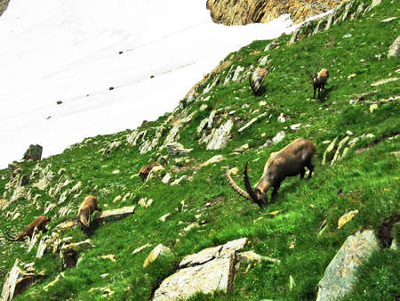 Flock of Chamois or Rupicapra rupicapra L. n the outskirts of the mountain mass Alpstein - Canton of Appenzell Innerrhoden, Switzerlandの写真素材