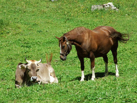 Cow and horse on the pasture of the mountain ranges Alpstein - Canton of Appenzell Innerrhoden, Switzerlandの写真素材