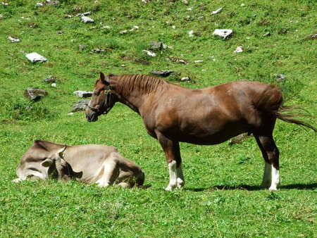 Cow and horse on the pasture of the mountain ranges Alpstein - Canton of Appenzell Innerrhoden, Switzerlandの写真素材