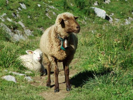 Sheeps and pastures on tableland mountain ranges Alpstein - Canton of Appenzell Innerrhoden, Switzerlandの写真素材