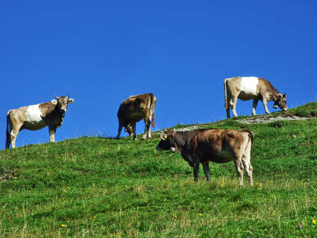 Cows at the outskirts in the Ostschweiz region - Canton of Appenzell Ausserrhoden, Switzerland (Schweiz)の写真素材