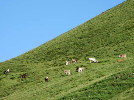 Cows at the outskirts in the Ostschweiz region - Canton of St. Gallen, Switzerlandの写真素材