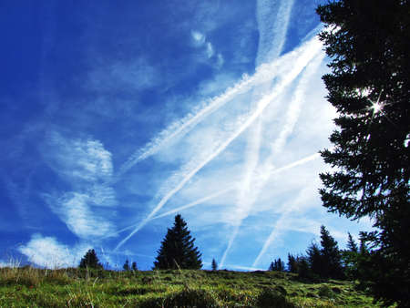 Evergreen trees on the plateau beneath the mountain ranges Churfirsten - Canton of St. Gallen,...