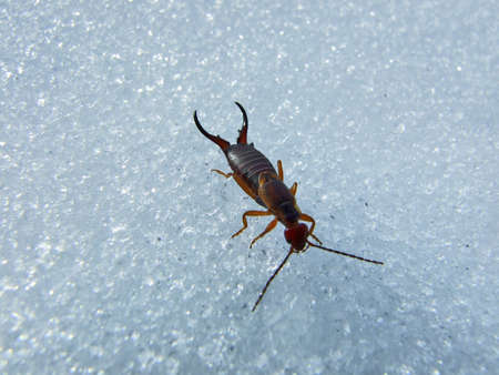 Earwig on a snowy ground or Forficula auricularia