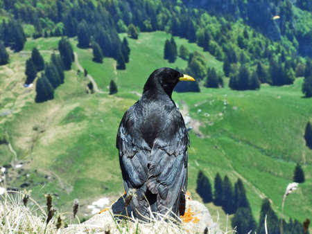 Pyrrhocorax graculus, The Alpine chough or yellow-billed chough - Swiss Alps, Switzerlandの写真素材