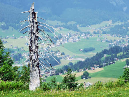 Trees and mixed forests of the slopes of Churfirsten mountain range in the Toggenburg region -...
