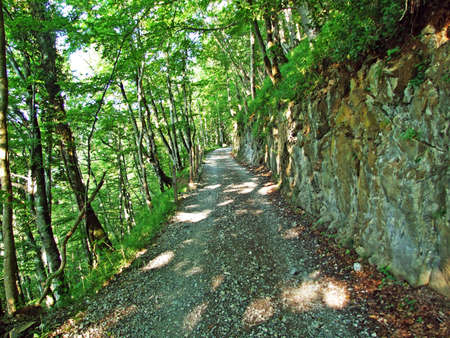 Trees and mixed forests of the slopes of Alpstein mountain range and of the river Rhine valley - Cantons of St. Gallen and Appenzell Innerrhoden, Switzerlandの写真素材