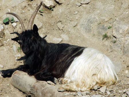 Goats on the pastures of the slopes of Alpstein mountain range and of the river Rhine valley - Canton of St. Gallen, Switzerlandの写真素材