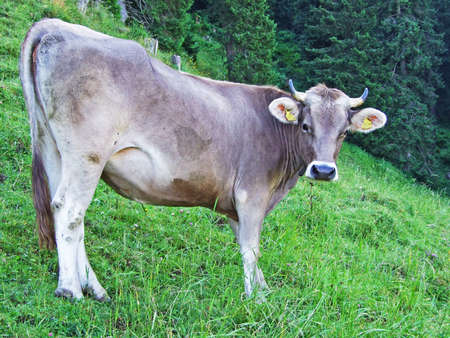 Cows on the pastures of the slopes of Alpstein mountain range and of the river Rhine valley - Cantons of St. Gallen and Appenzell Innerrhoden, Switzerlandの写真素材