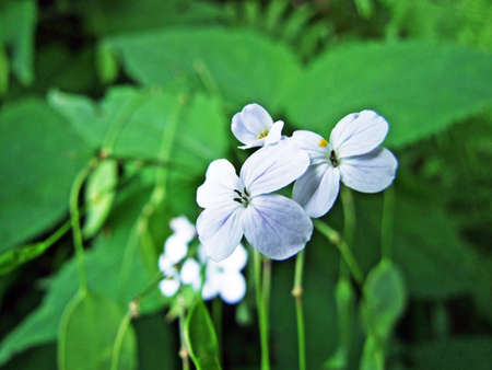 Alpine wild flowers on the Alpstein mountain range in the Appenzellerland region - Canton of...