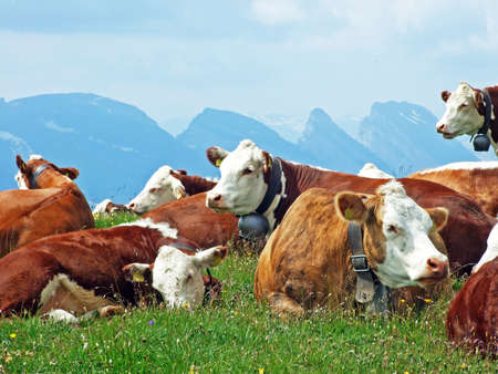 Cows on the pastures of the slopes of Alpstein mountain range and of the river Thur valley - Cantons of St. Gallen and Appenzell Innerrhoden, Switzerlandの写真素材