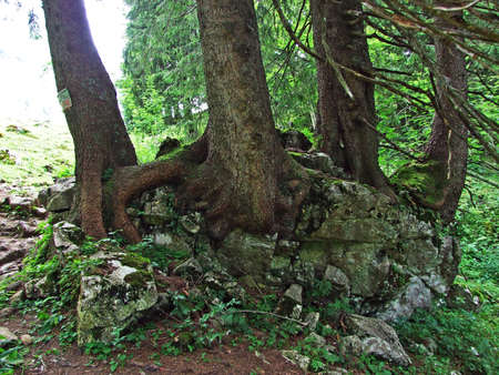 Trees and evergreen forests of the slopes of Alpstein mountain range and in the river Thur valley - Cantons of St. Gallen and Appenzell Innerrhoden, Switzerlandの写真素材