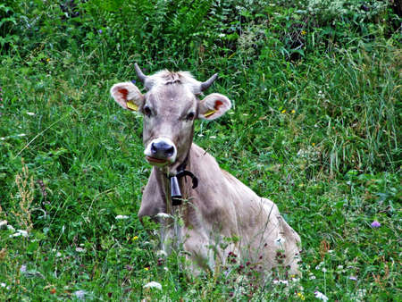 Cows on the pastures of the slopes of Alpstein mountain range - Cantons of St. Gallen and Appenzell, Switzerlandの写真素材