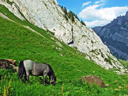 Horses on the pastures of the slopes of Alpstein mountain range - Cantons of St. Gallen and Appenzell, Switzerlandの写真素材