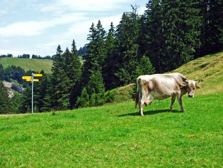 Cows on the pastures of the slopes of Alpstein mountain range - Canton of St. Gallen, Switzerland