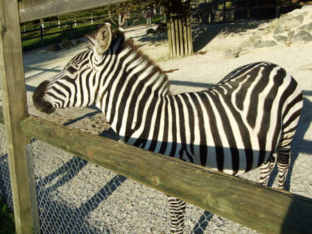 The plains zebra (Equus quagga or Equus burchellii), the common zebra, Burchell's zebra, or quagga or Das Grantzebra, Zoo in Gossau - Canton of St. Gallen, Switzerlandの写真素材