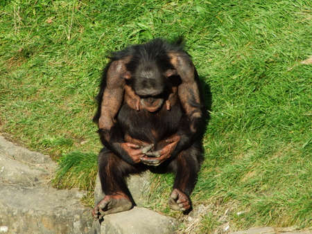 A sad monkey in the captivity of the zoo garden in Gossau - Canton of St. Gallen, Switzerland