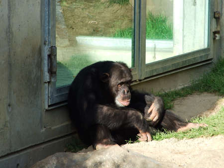 A sad monkey in the captivity of the zoo garden in Gossau - Canton of St. Gallen, Switzerland