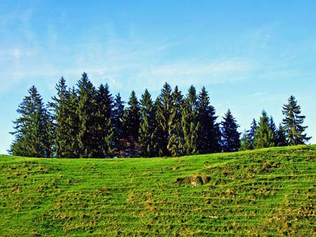 Trees and evergreen forests in the Alpstein mountain range and in the Appenzellerland region -...