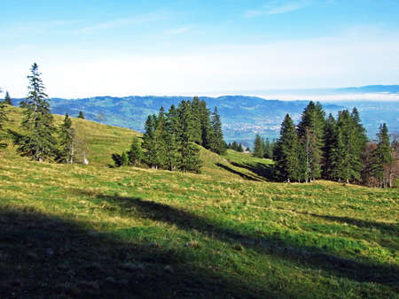 Evergreen or coniferous forests on the Alpstein mountain range and in the Rhine river valley (Rheintal) - Canton of St. Gallen (SG), Switzerlandの写真素材