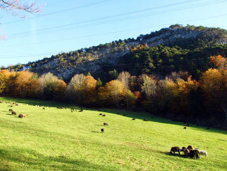 Sheeps on the pastures in the river Rhine valley (Rheintal) and under the slopes of the Alpstein massif, Oberriet SG - Canton of St. Gallen, Switzerlandの写真素材